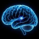 Der Lead-Connector im menschlichen Gehirn