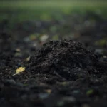 Der Maulwurf - Kampagne von Schall und Rauch Marketing - mit Canva KI generiert